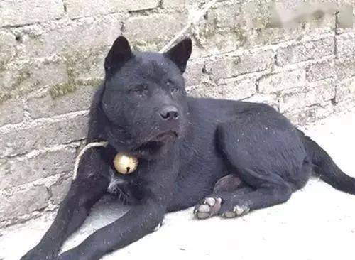 农村里的中华田园犬黑狗常出煞犬你认同吗