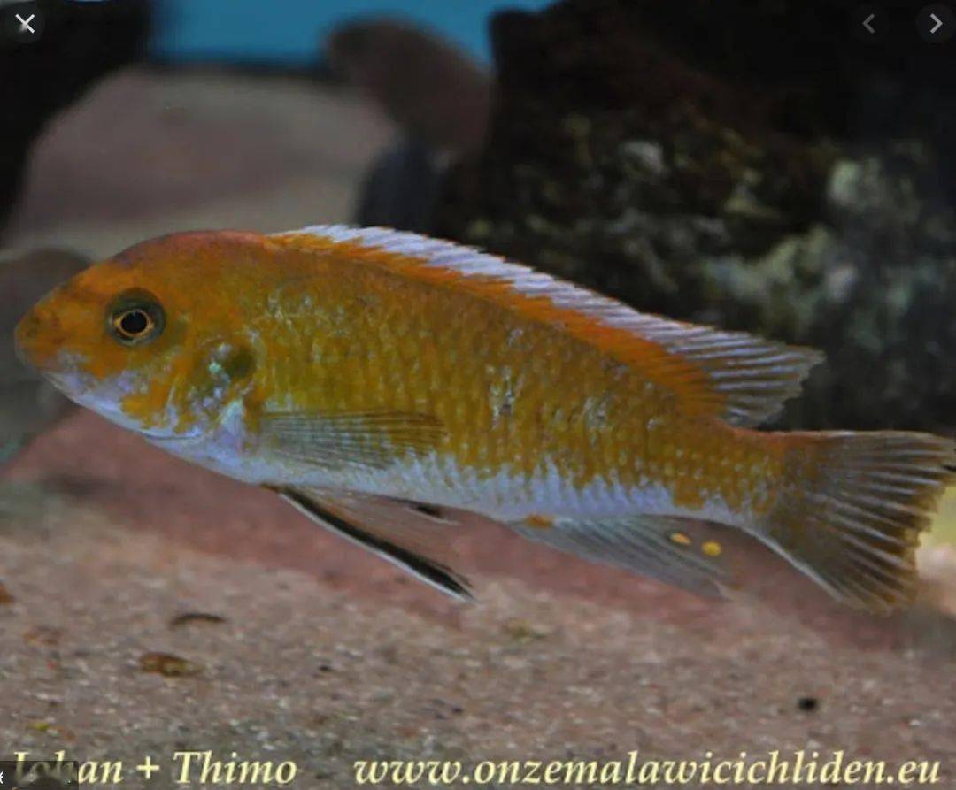 trewavasae chidunga rocks富乐邦勾鼻/mbj小丑labeotropheus fuelle