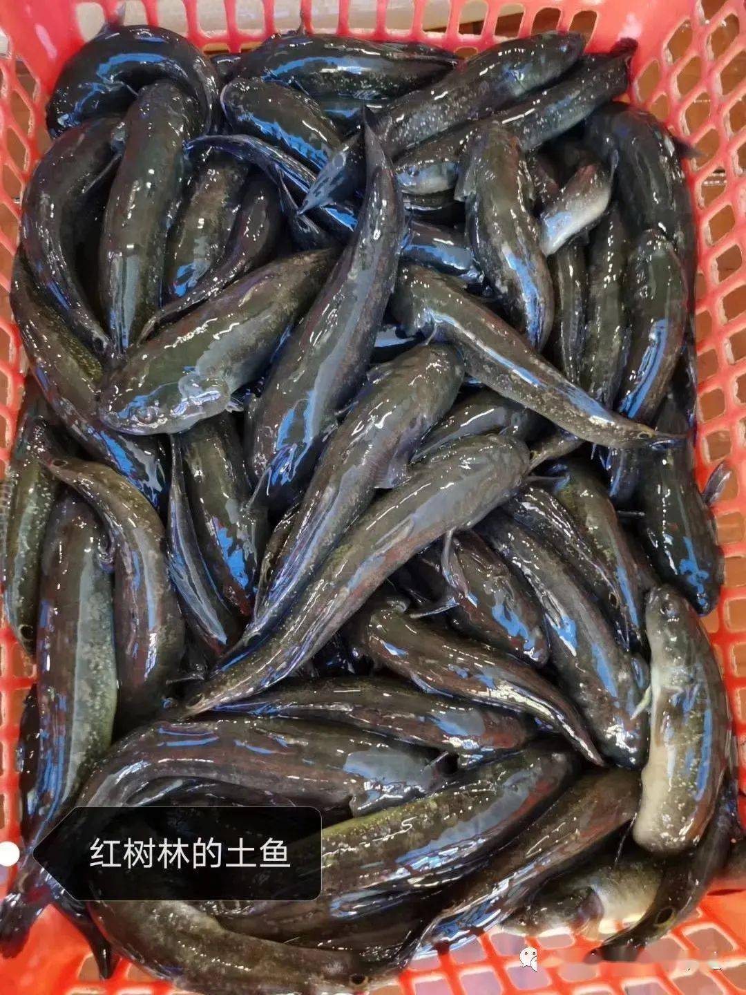 演丰特殊的地理位置再加上红树林的滋养,生长在咸淡水交界处的土鱼