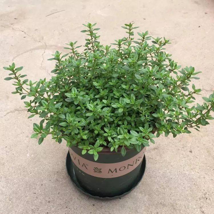 10种养生芳香植物真的很美你家种了吗