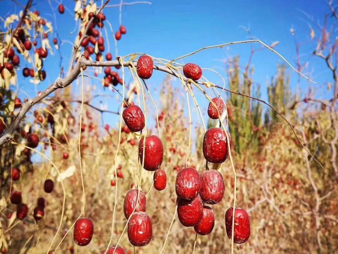 古楼兰的"若羌灰枣",树上自然吊干,肉厚,核小,超香甜!_红枣