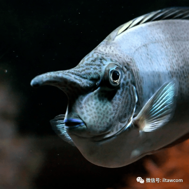 海洋科普1300物种图册短吻鼻鱼