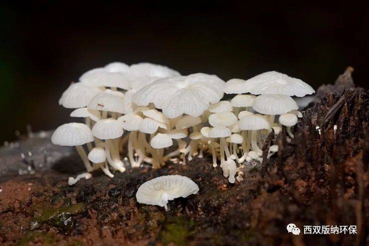 生物多樣性看西雙版納植物篇②傣鄉菌美