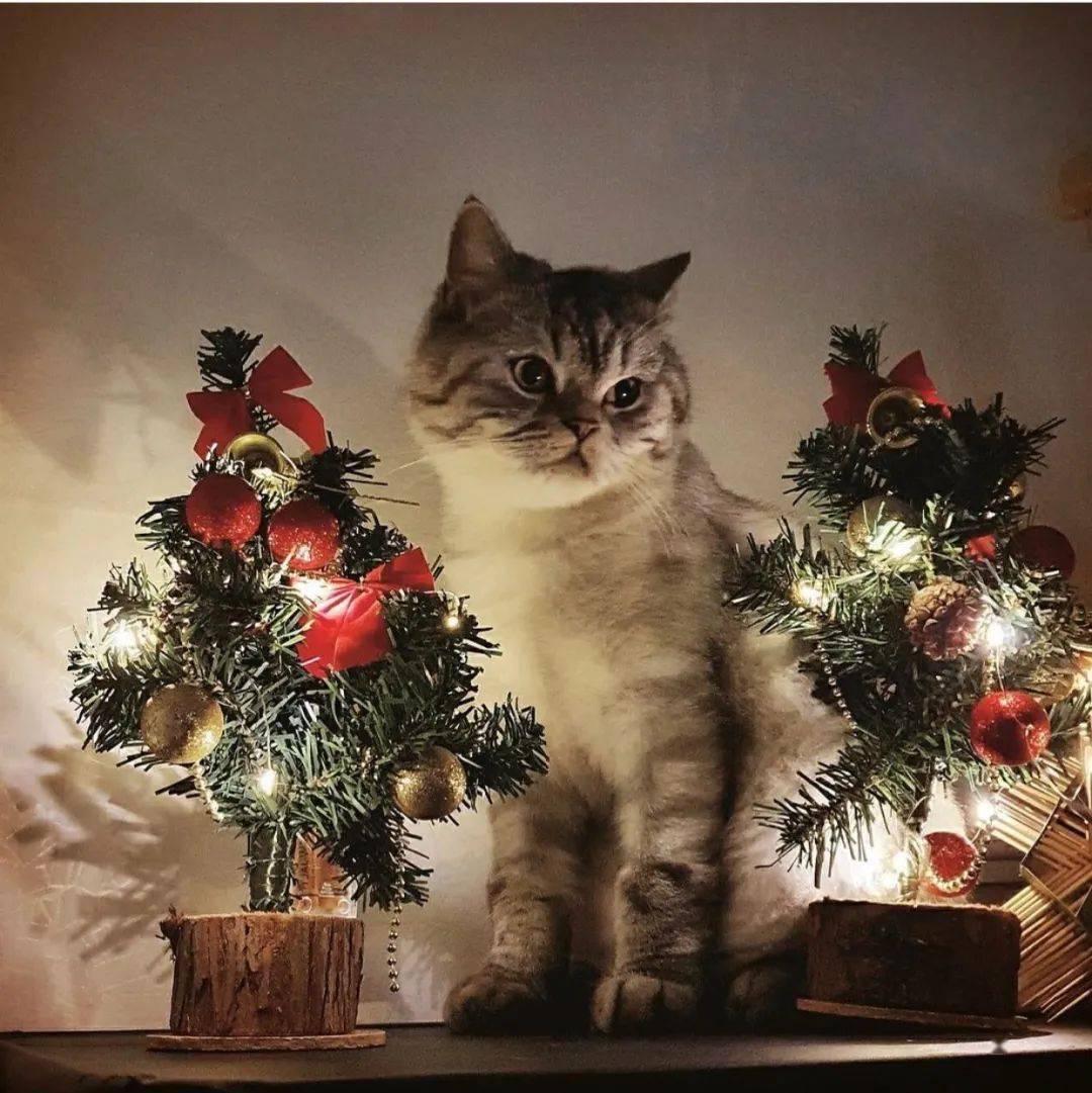 ǧƬΧ¹
