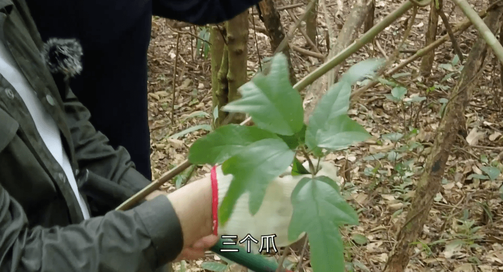 此外,三爪龙还能清除血管垃圾,毒素,并最大限度地扩