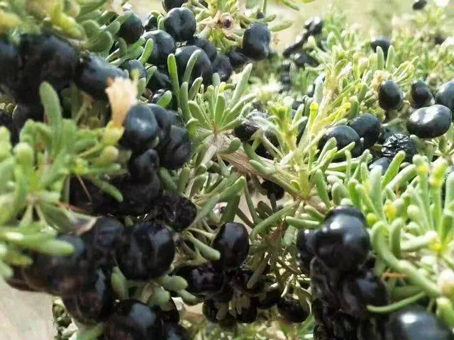 用这个高原黑枸杞,每天泡一杯神奇的"紫水"