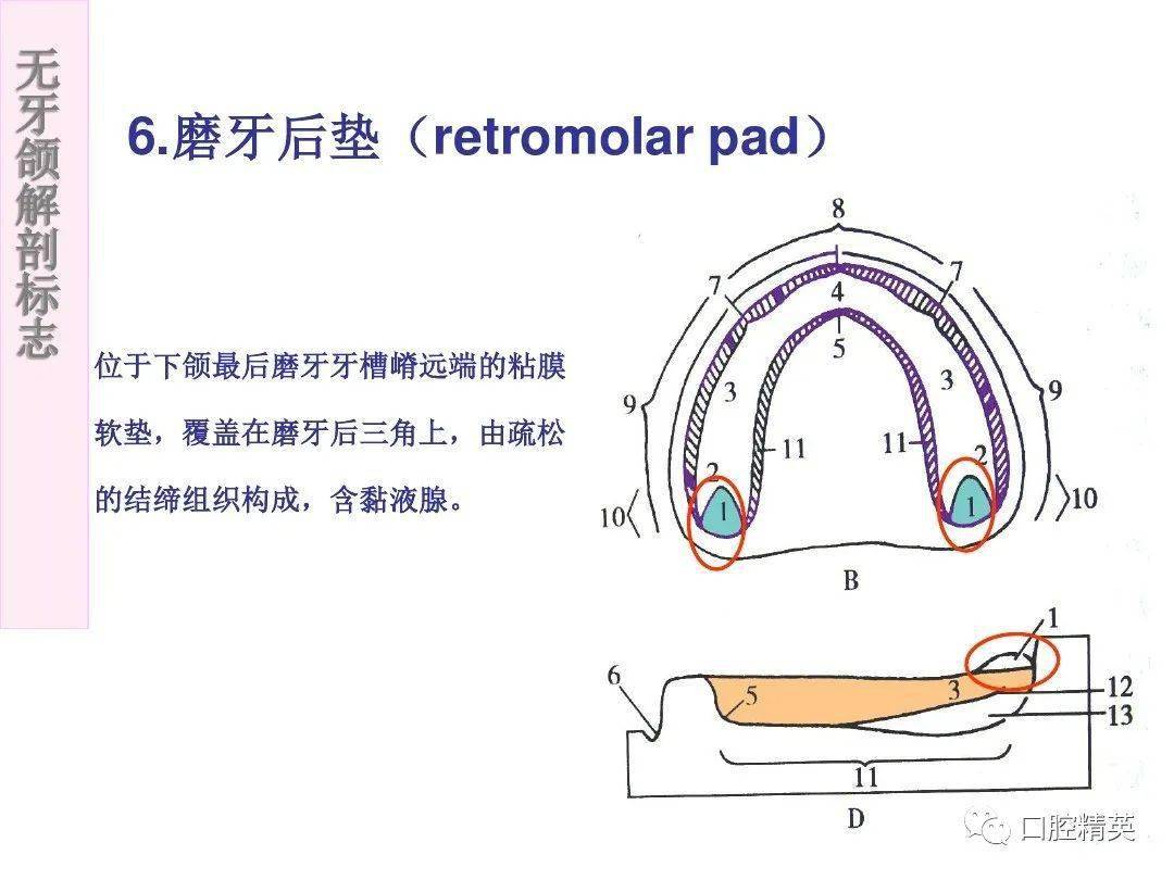 无牙颌的解剖标志图片图片