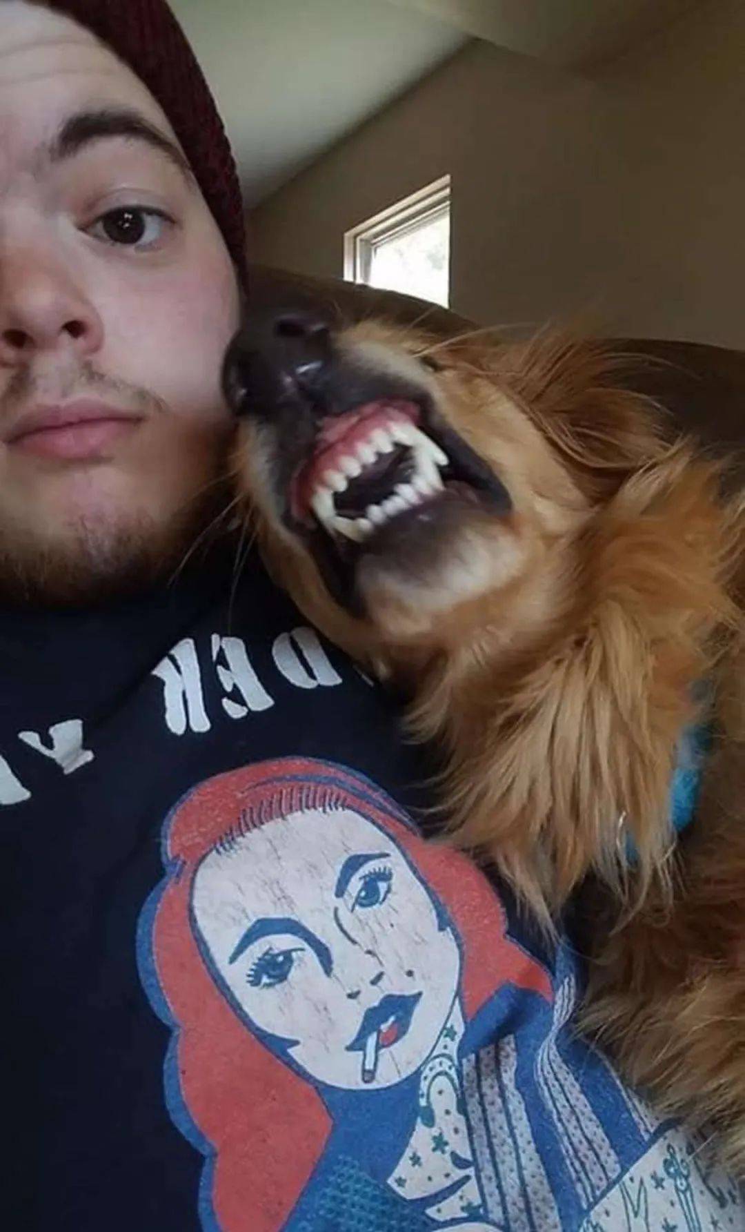 大金毛经常呲牙,被认为太凶即将安乐,可领养后才发现它是在.