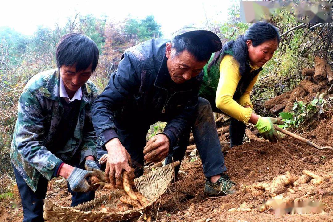 張淵丨徽縣虞關鄉:山關村天麻豐收,群眾樂開懷_種植