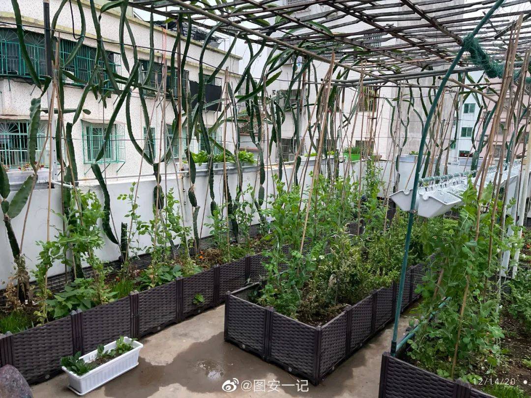 悦读丨种菜我们挺有天赋的