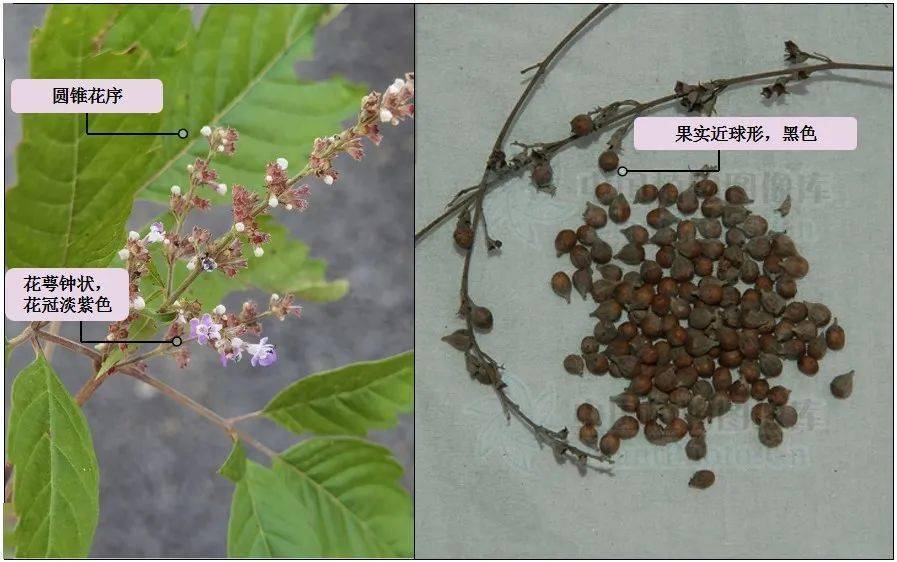 一阵冬风湿残雪浅聊痹痛话牡荆百草团畲药系列之五十二知药知健康识药