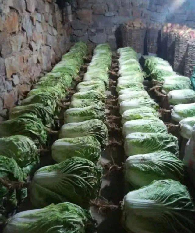 白菜好吃容易坏教你3个方法白菜久放不烂不发黑新鲜好吃