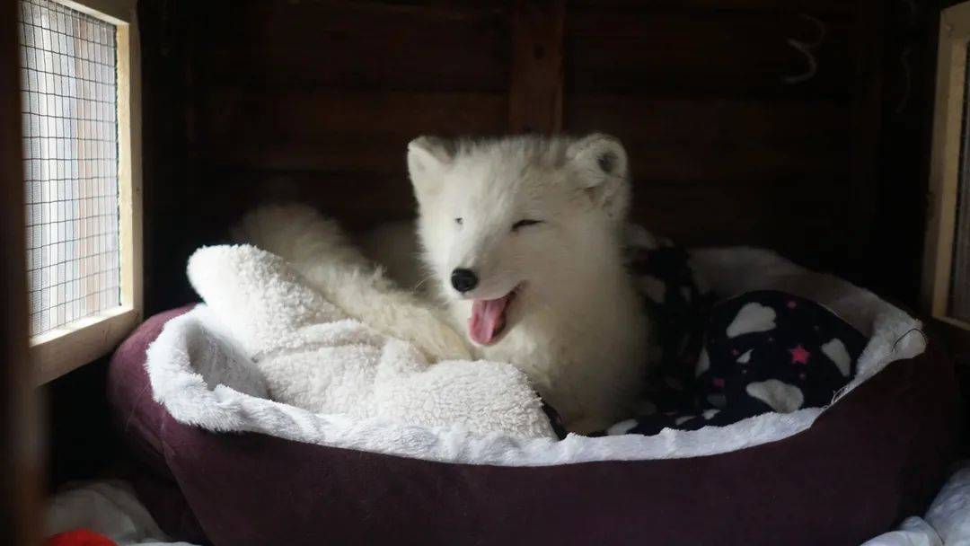 爱之家的小狐仙