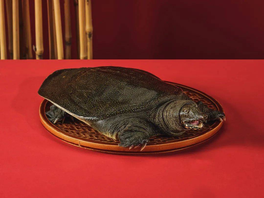 喜迎新年,庙港人现推出旗下太湖鳖品牌——大乔溇太湖鳖,坚持古法天然