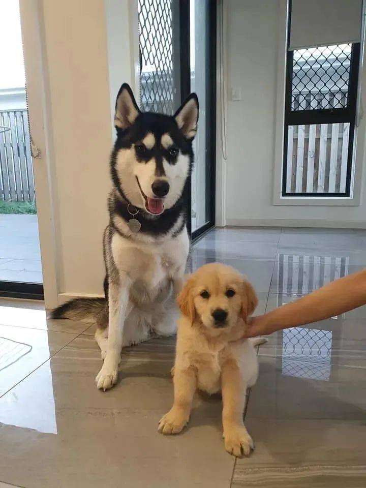 让二哈帮忙带小金毛,可几天后,她后悔了.