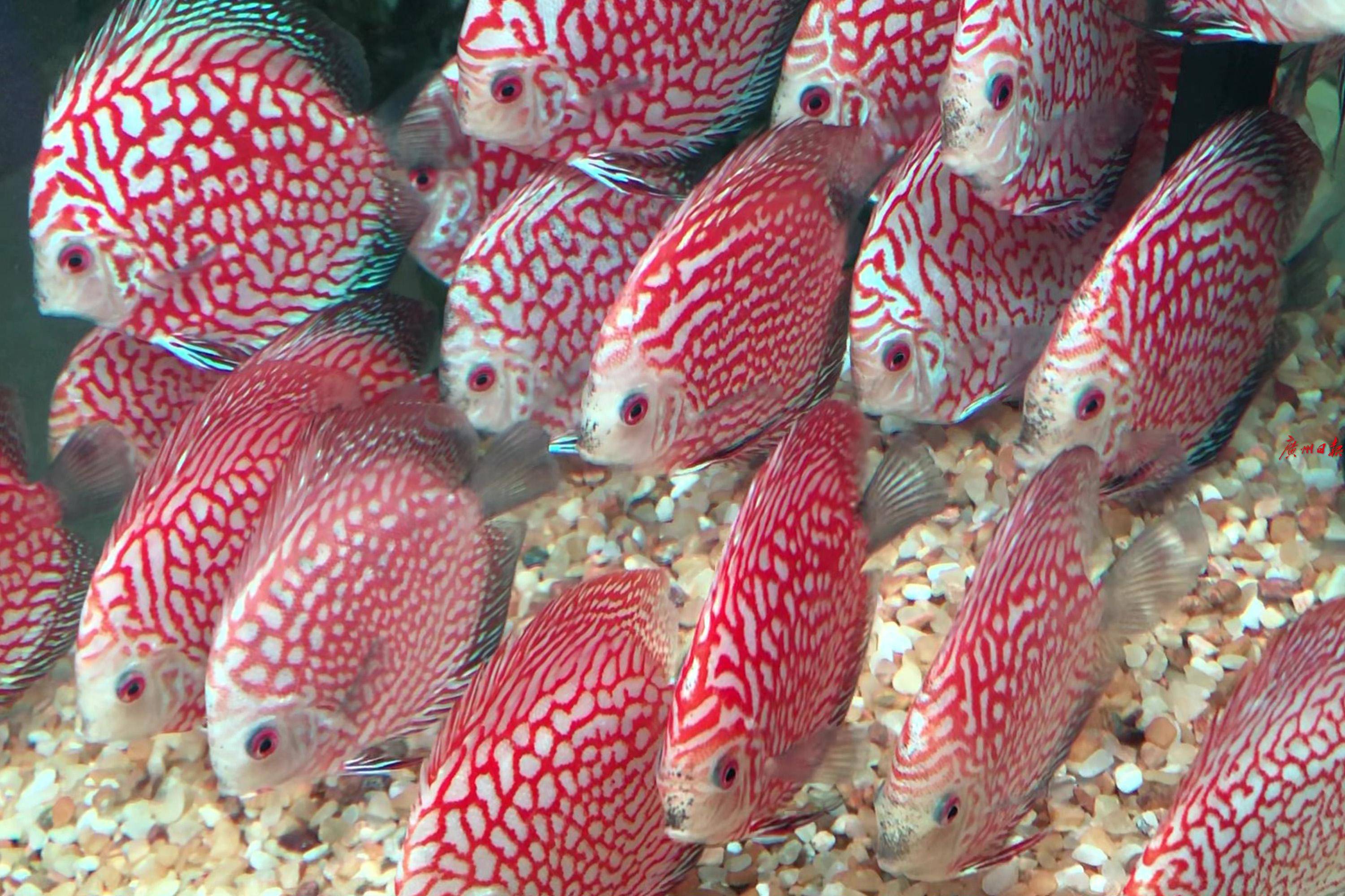 获奖无数的锦鲤原来长这样!观赏鱼珍品大观正在海心沙