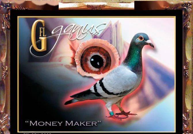 世界鸽王冠军家族名鸽赏鉴每一羽都是一座小金库