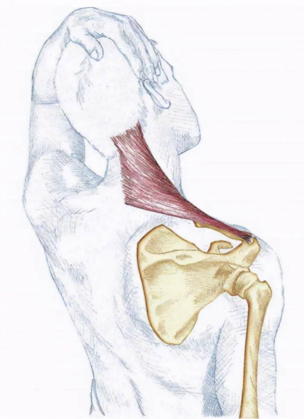斜方肌前缘中点解剖图图片
