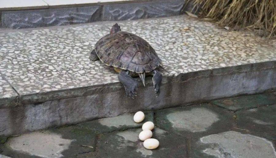 乌龟下蛋 好兆头图片