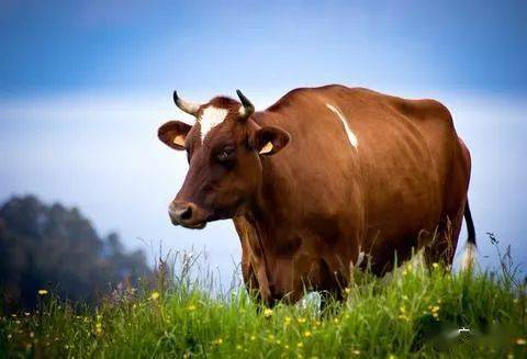 桑梓情深彭汉龙小时我家的那头老牛