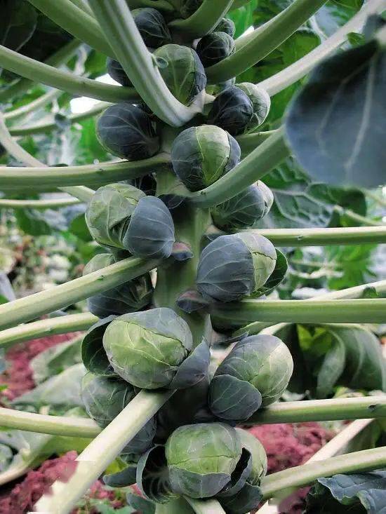 盆栽一株抱子甘蓝结出一捧拇指大的白菜心
