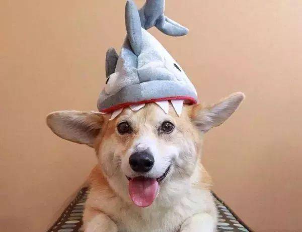 最可爱的鲨鱼来啦