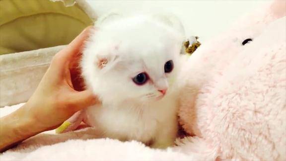 漂亮白猫宝宝自带眼线这么可爱我也想要