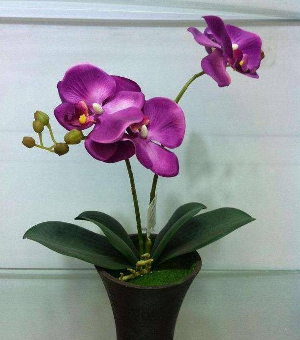 原创8月养蝴蝶兰如何让花叶突突长爆盆园艺师说做到这些就好