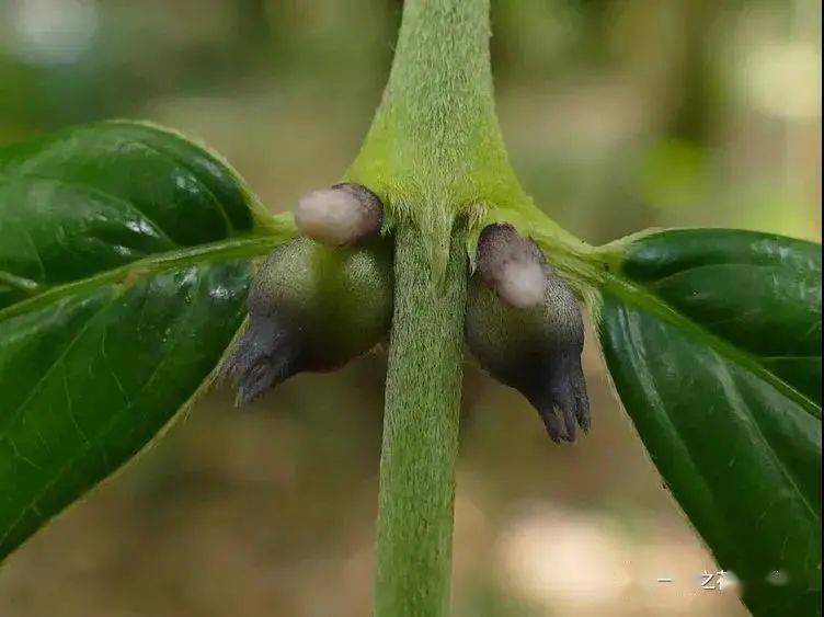 茜草科 粗葉木屬315 粗葉木 lasianthus chinensis茜草科 豬肚木屬314