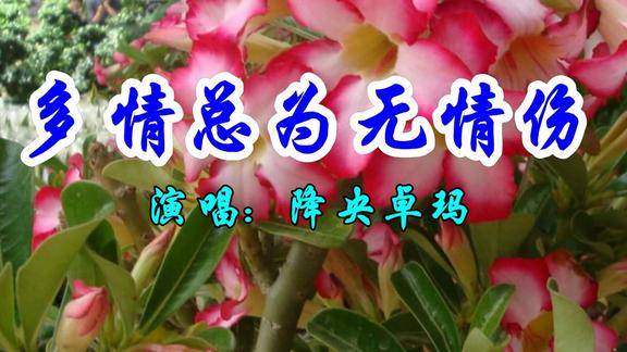 降央卓玛一首经典情歌多情总为无情伤好听极了