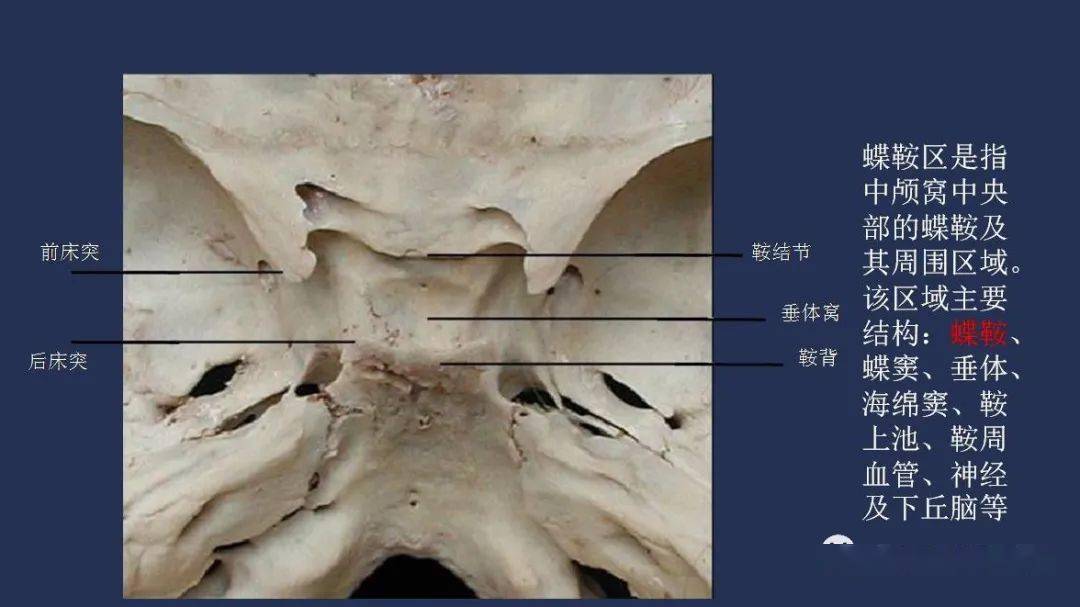 【视频 课件】颅骨详细解剖