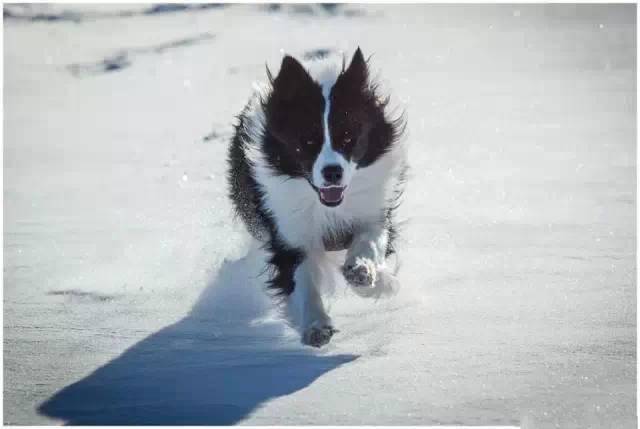 分享一组边牧冬天踏雪照看得我都想带狗子出去玩了