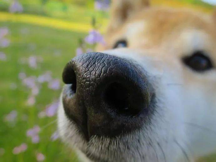 狗鼻子怼镜头的照片图片