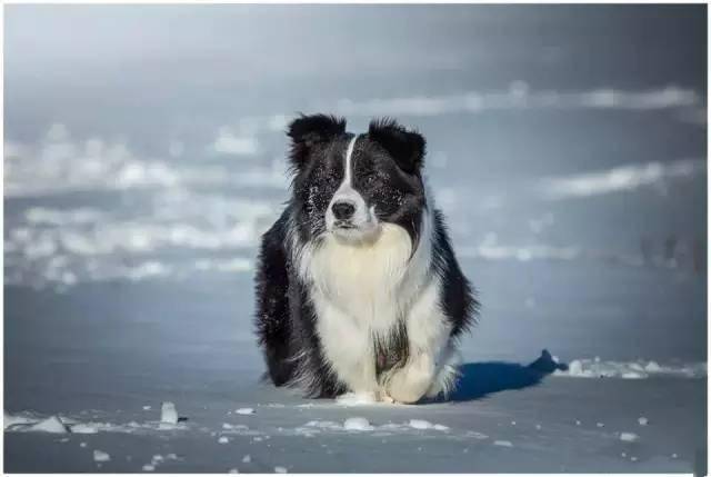 分享一组边牧冬天踏雪照,看得我都想带狗子出去玩了