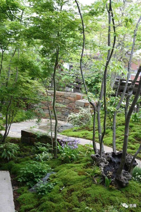 不适合养苔藓景观的院子10大总结!错过可要吃大亏!