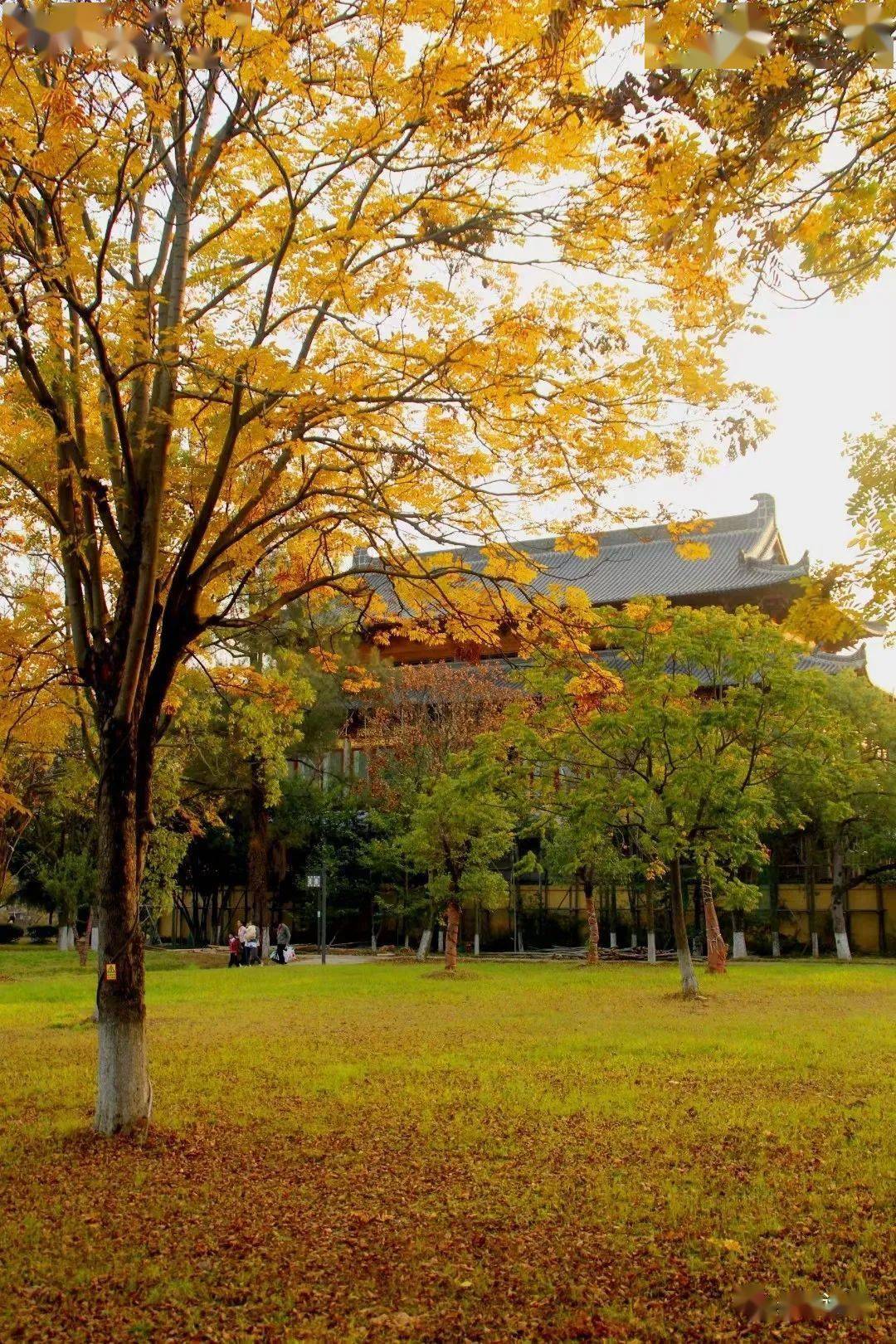 美图龟山公园遍地落黄秋色老