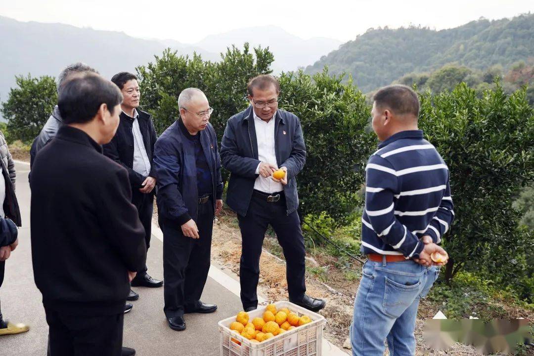 泉州市领导前往永春调研乡村振兴和寒潮天气防范_美岭村