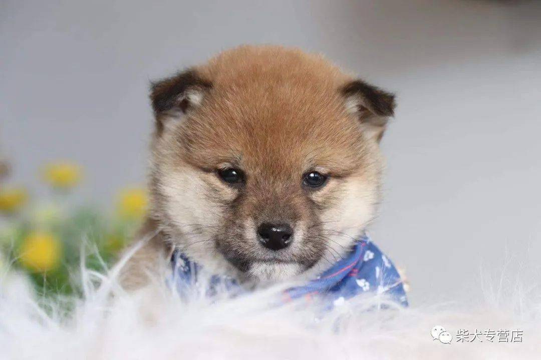 柴犬上新,杏仁眼有神,长大一定很好看._手机搜狐网