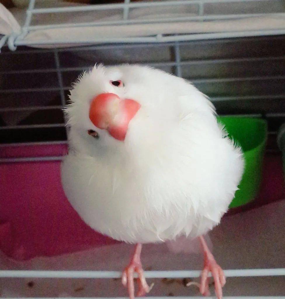 火遍日本的最萌歪头大赛参赛选手竟然是一群鸟