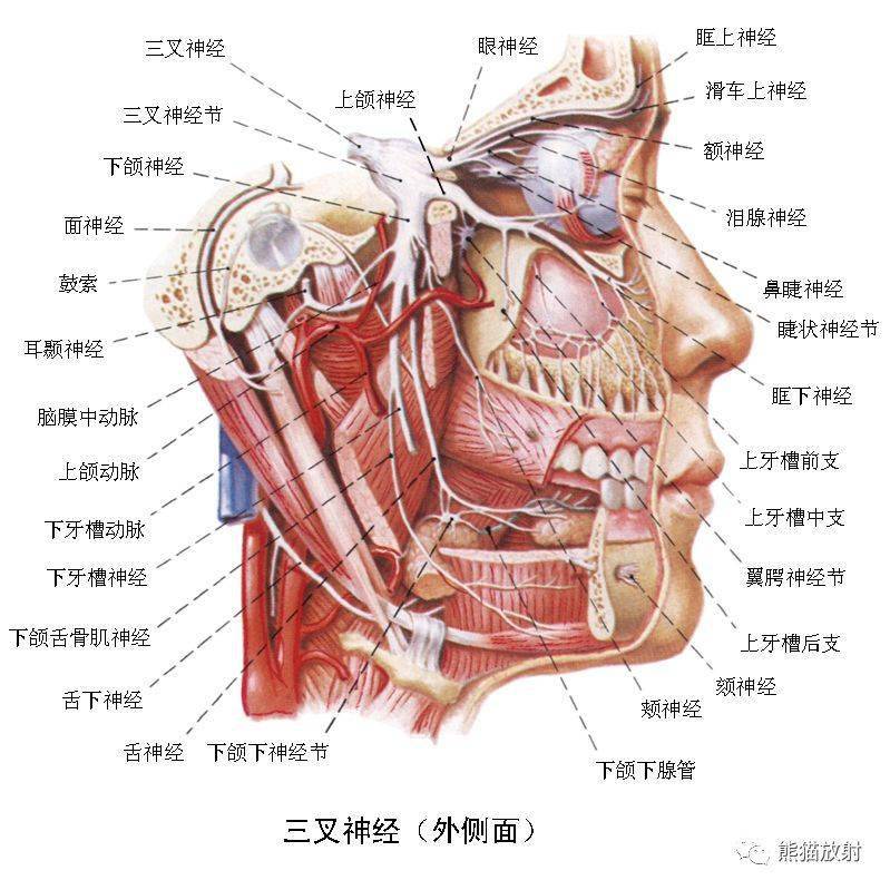 顱面頸部顱面骨眼眶腮腺等詳細解剖圖譜