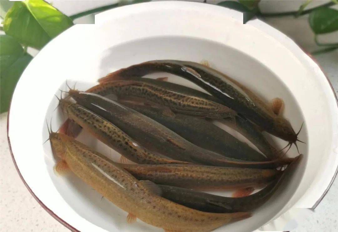 东北农家泥鳅的做法不去内脏不用煎肉质细嫩入味味道香浓