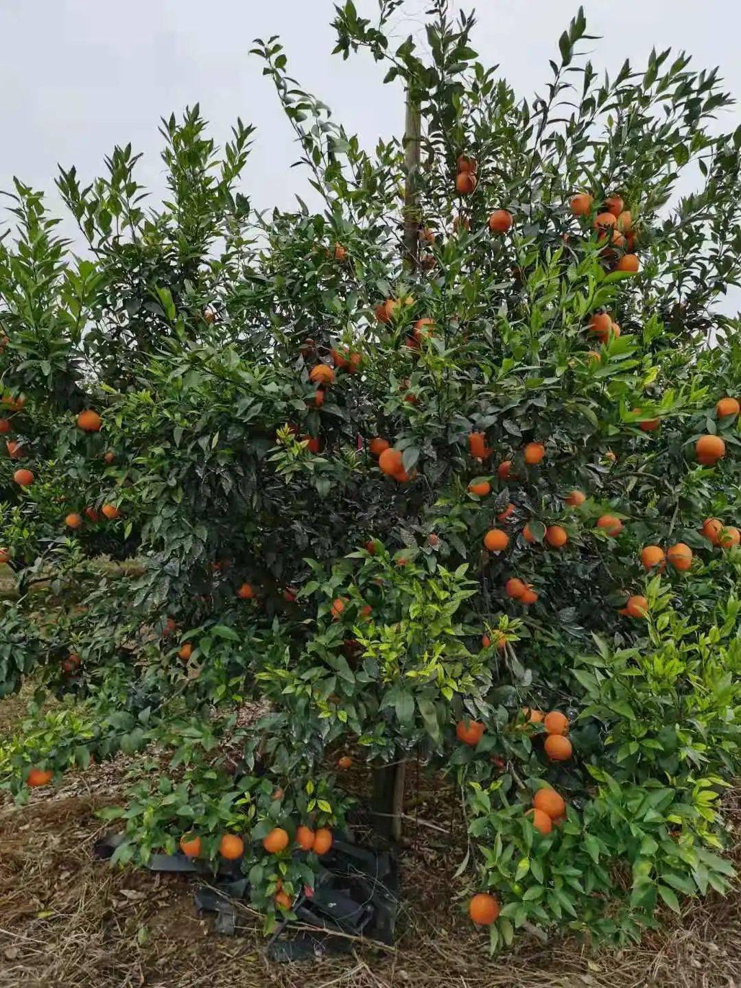 柑橘种植北界图片