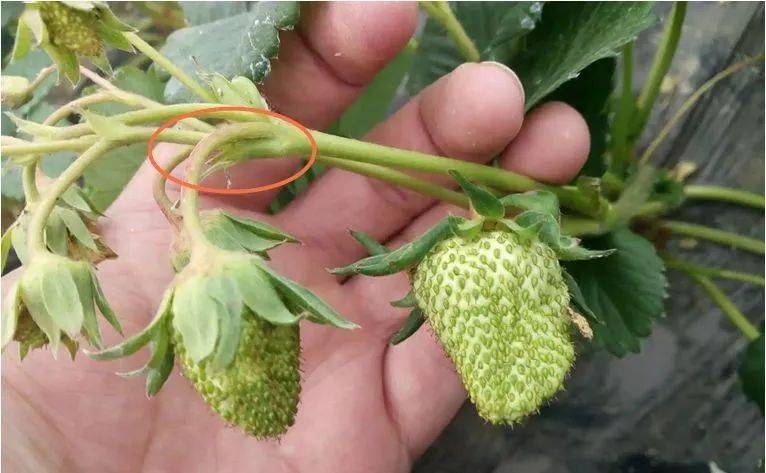种植草莓出现僵果是怎么引起的如何预防草莓发生僵果
