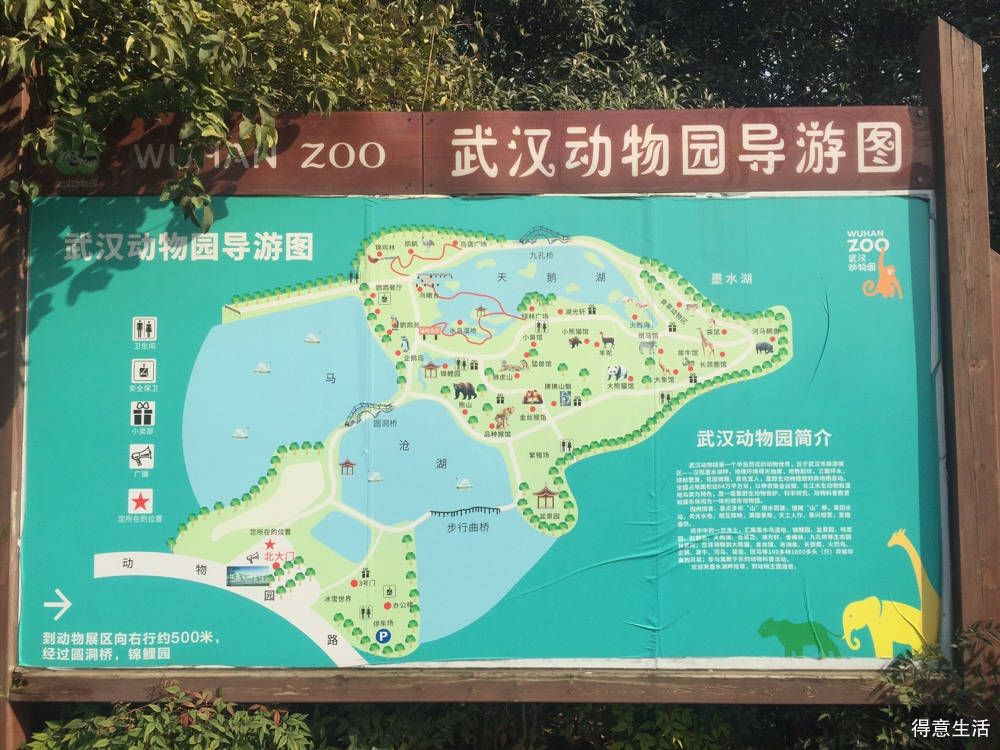 游武汉动物园童年的记忆两年后的期待