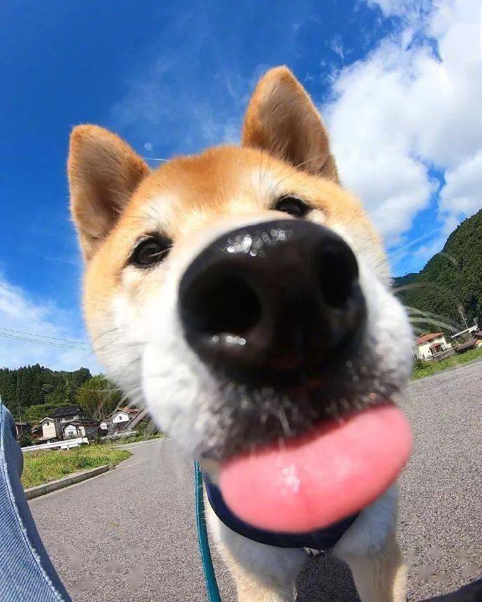 哈哈狗子怼脸拍的照片同样可爱