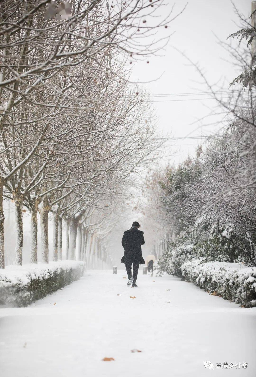 五莲这场雪如约而至的大雪,美了美了!_白雪