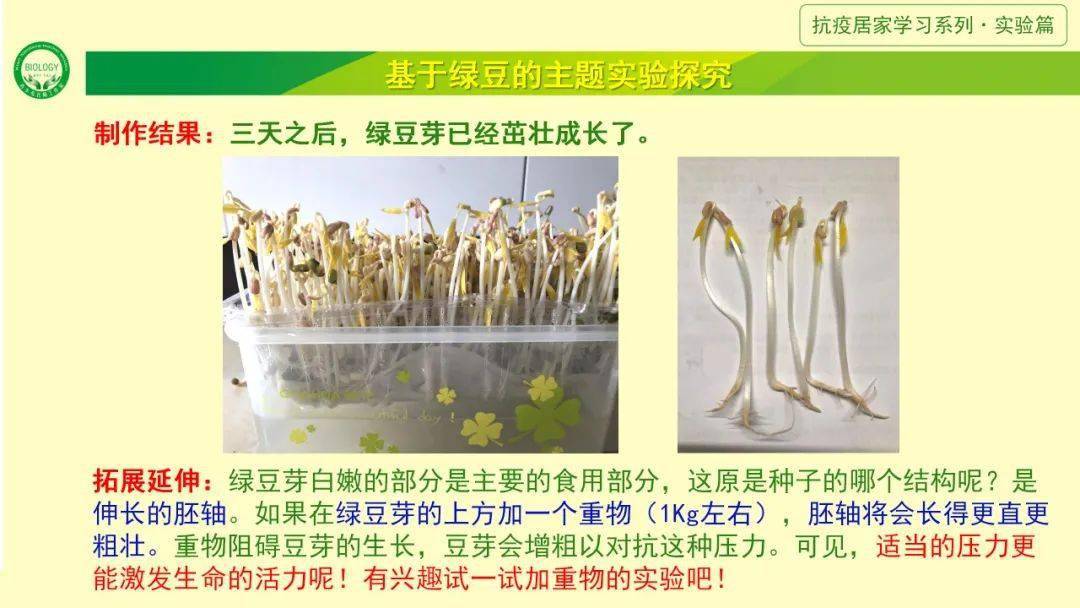 绿豆种子发芽结构图图片