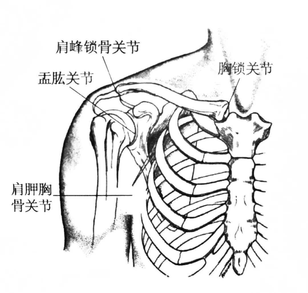 胸锁关节解剖图片