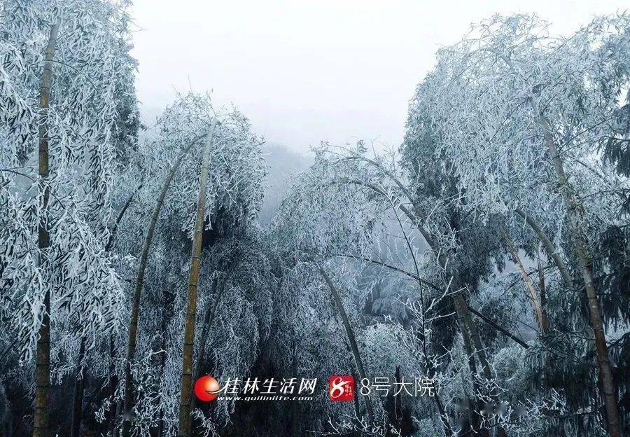 刷爆了大家的朋友圈變成冰天雪地一夜間從綠意盎然雪景,霧凇等美景讓