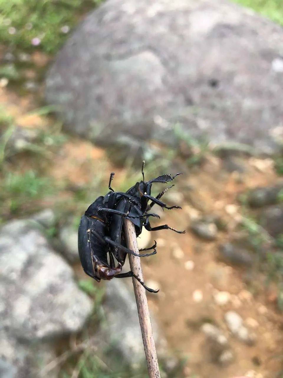 甲虫下半身没了还在交配.08可爱的猫咪吃老鼠.07蜥蜴像个恶魔.